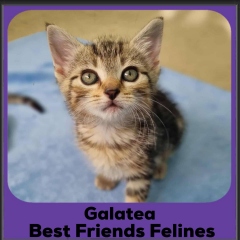 Galatea-2025