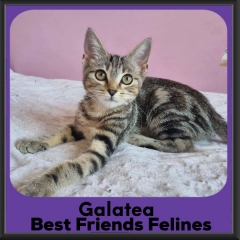 Galatea-2026