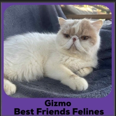 Gizmo-2025