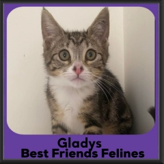 Gladys-2026
