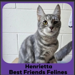 Henrietta-2025