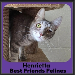 Henrietta-2026