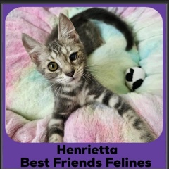 Henrietta