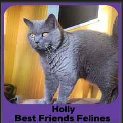 Holly-2025