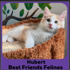 Hubert-2025