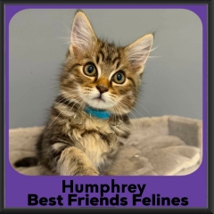 Humphrey-2026