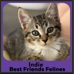 Indie-2026