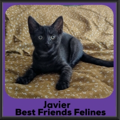 JAvier