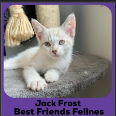 Jack-Frost-2025
