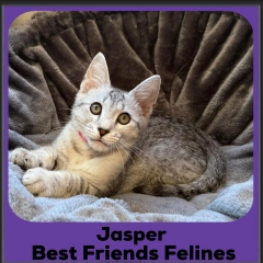 Jasper-2025