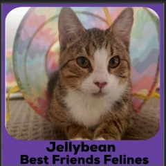 Jellybean-2026