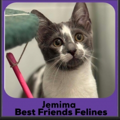 Jemima-2026b
