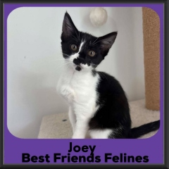Joey-2026c