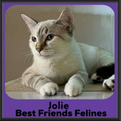 Jolie-2026b