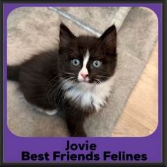 Jovie-26