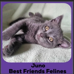 Juno