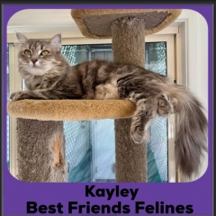 Kayley