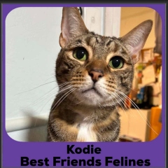 Kodie-2026