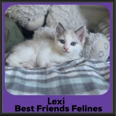 Lexi-2026