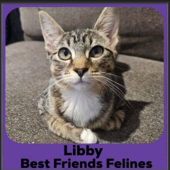 Libby-2026