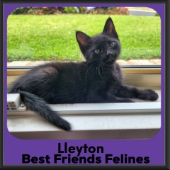 Lleyton-2026
