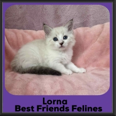 Lorna-2026