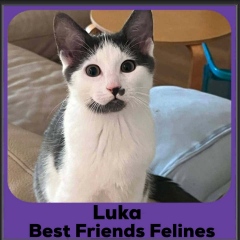 Luka-2026