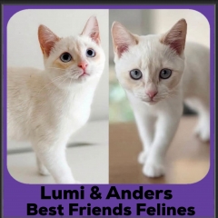 Lumi-anders