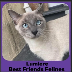 Lumiere