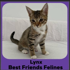 Lynx