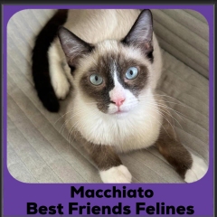 Macchiato