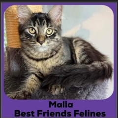 Malia