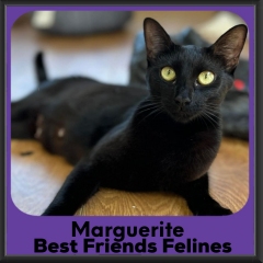 Marguerite-2026