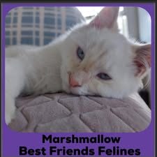Marshmallow
