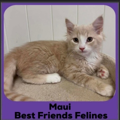 Maui-2025