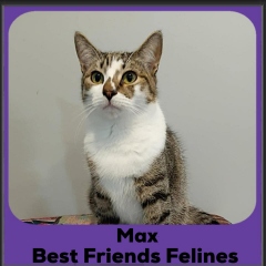 Max