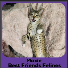 Maxie-2025