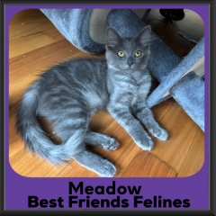 Meadow-2026