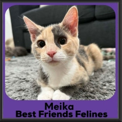 Meika-2026