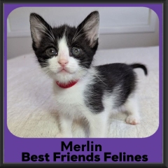 Merlin-2026