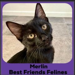 Merlin