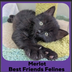 Merlot