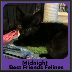 Midnight-2026