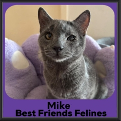 Mike-2026