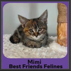 Mimi-DSH-2026