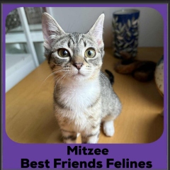 Mitzee-2025
