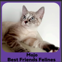 Mojo
