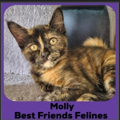 Molly-2024