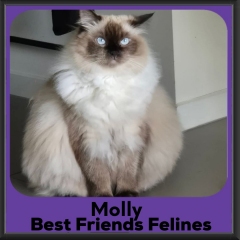 Molly-2026