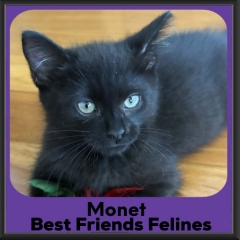 Monet-2026